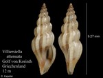 Villiersiella attenuata