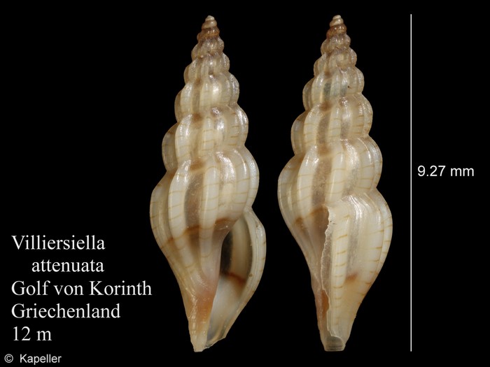 Villiersiella attenuata