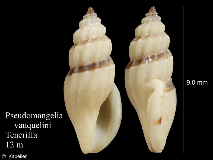 Pseudomangelia vauquelini