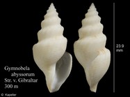 Gymnobela abyssorum