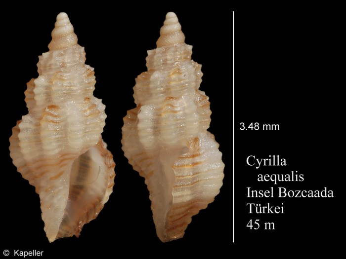 Cyrillia aequalis