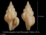 Cyrillia aequalis