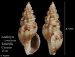Leufroyia concinna