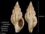 Leufroyia concinna