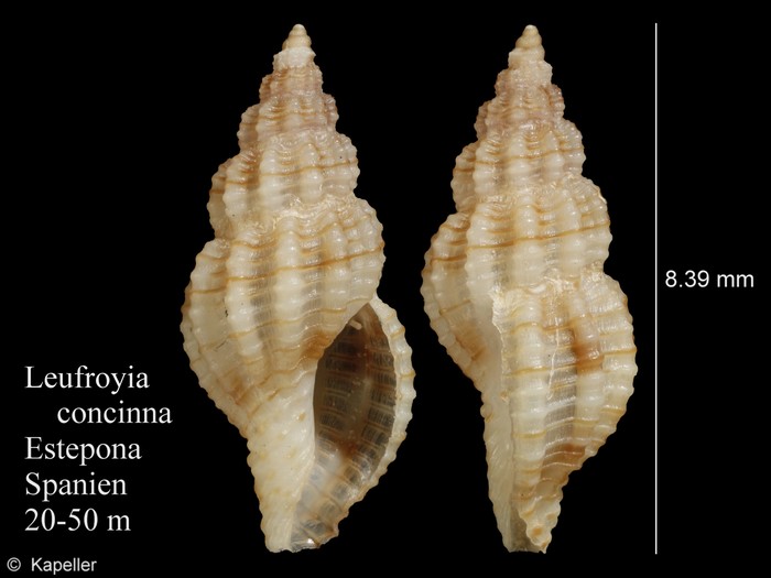 Leufroyia concinna