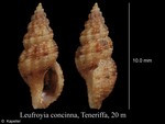Leufroyia concinna