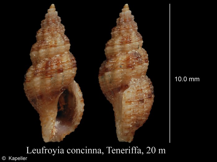 Leufroyia concinna