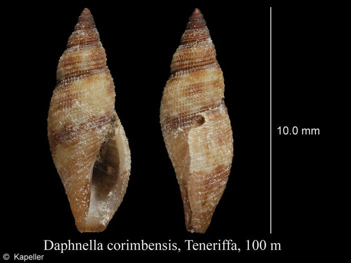 Daphnella corimbensis