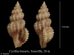 Cyrillia linearis