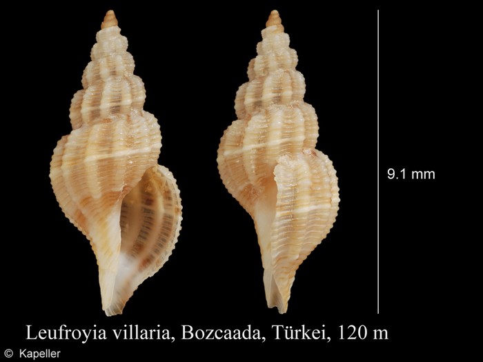Leufroyia villaria