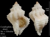 Coralliophila ahuiri, author: Kapeller, Rudolf