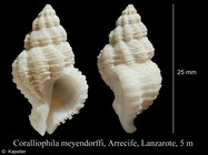 Coralliophila meyendorffii