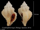 Coralliophila trigoi, author: Kapeller, Rudolf