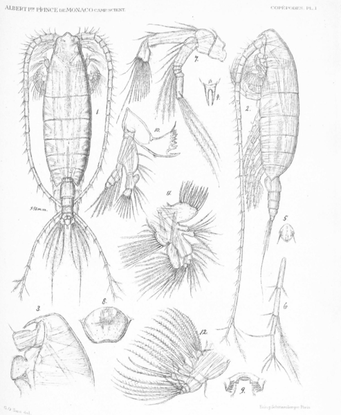 Megacalanus longicornis Megacalanus longicornis