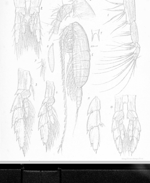 Megacalnus longicornis Megacalnus longicornis