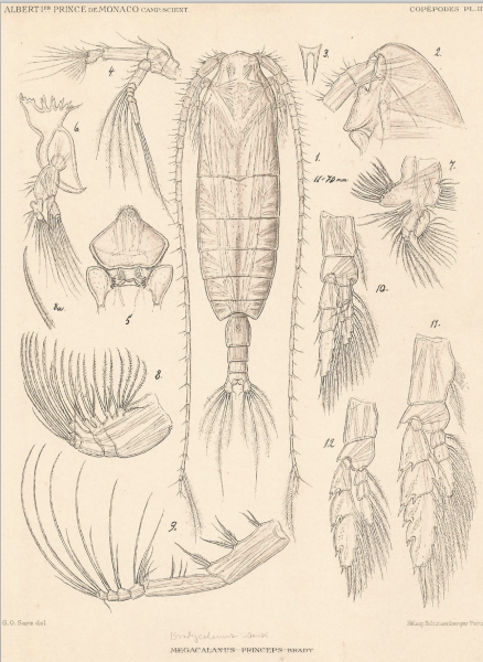 Bradycalanus sarsi Bradycalanus sarsi