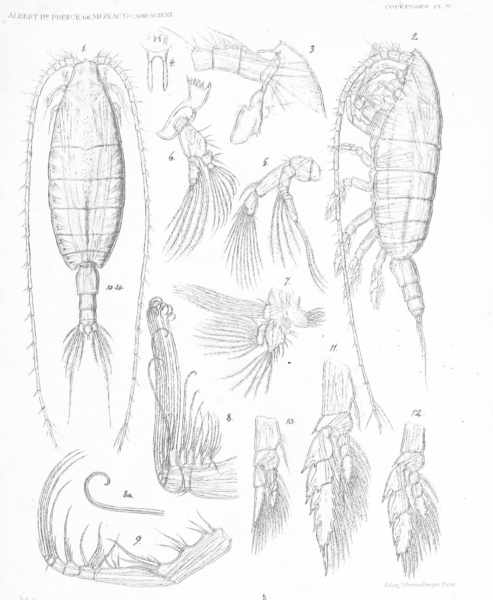 Bathycalanus richardi Bathycalanus richardi