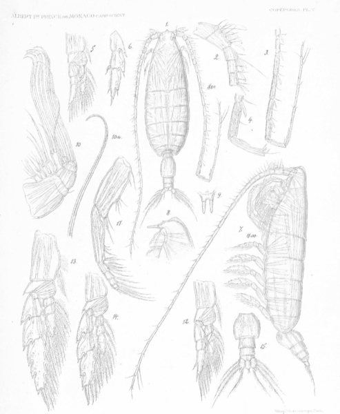 bathycalanus rigidus bathycalanus rigidus