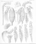 Copepoda