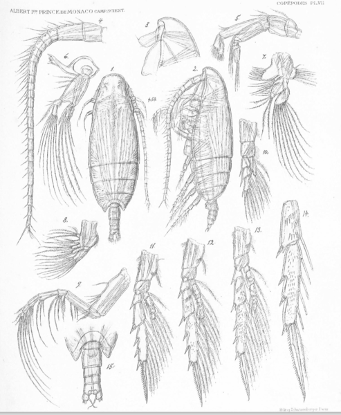 Spinocalanus validus Spinocalanus validus