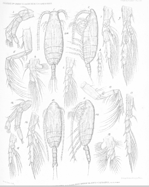 Spinocalanus angusticeps Spinocalanus angusticeps