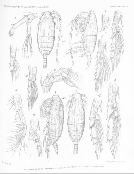Spinocalanus magnus Spinocalanus magnus
