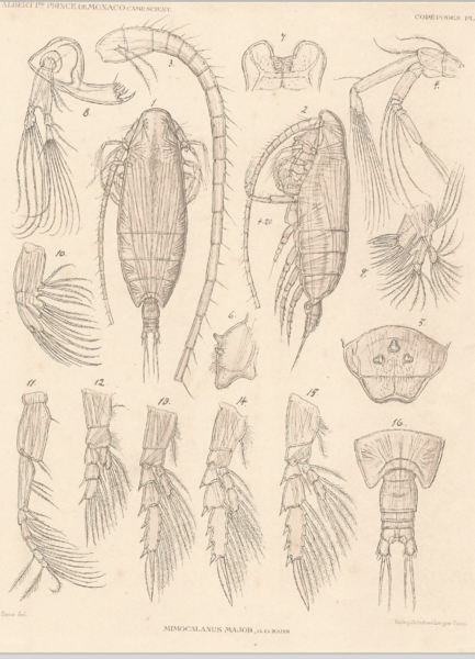 Spinocalanus major Spinocalanus major