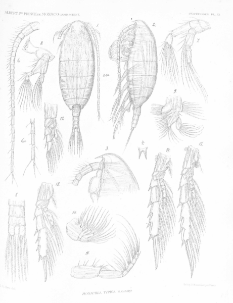 Monacilla typica Monacilla typica