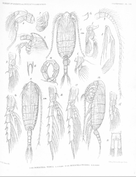 Monacilla typica Monacilla typica