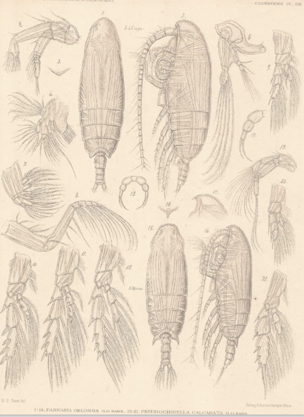 Farrania oblonga Farrania oblonga