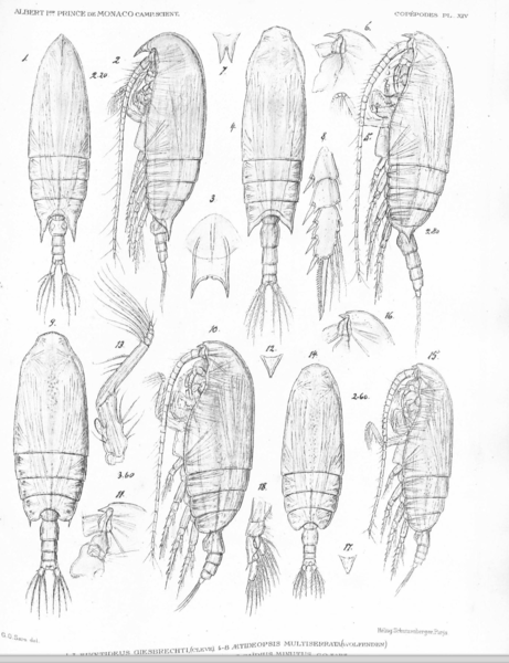 Aetideopsis multiserrata Aetideopsis multiserrata