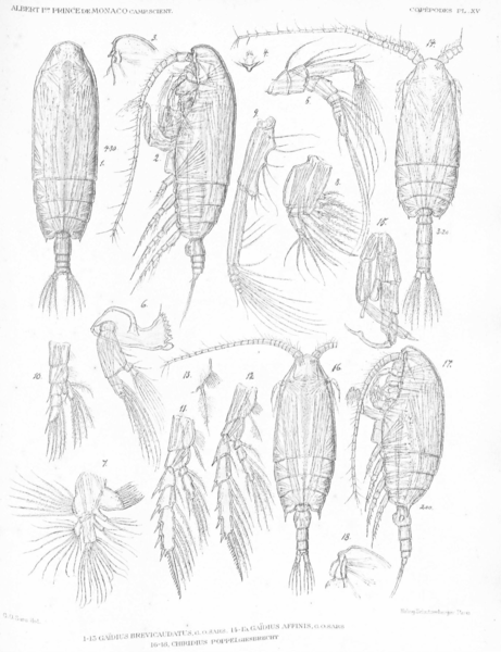 Chiridius poppei Chiridius poppei
