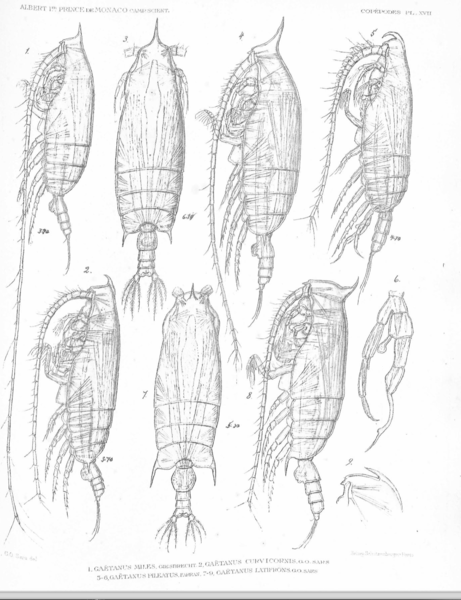 Gaetanus miles Gaetanus miles