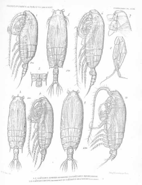 Gaetanus arminger Gaetanus arminger