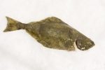 Pleuronectiformes