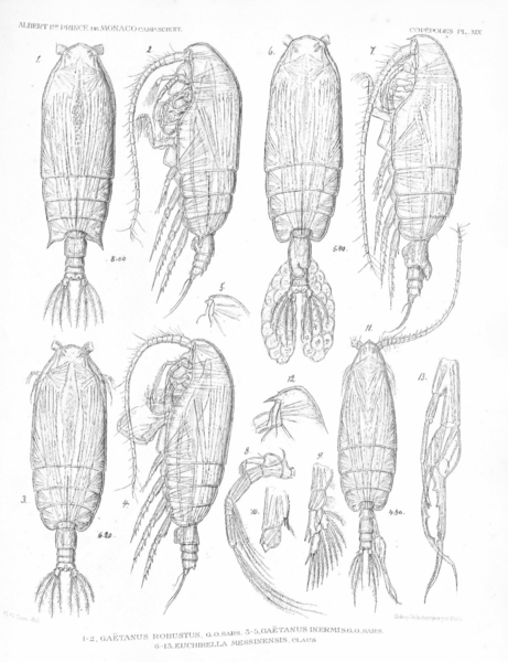Gaetanus inermis Gaetanus inermis