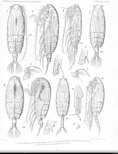 Euchirella rostrata Euchirella rostrata