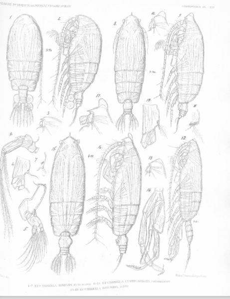 Euchirella curticauda Euchirella curticauda