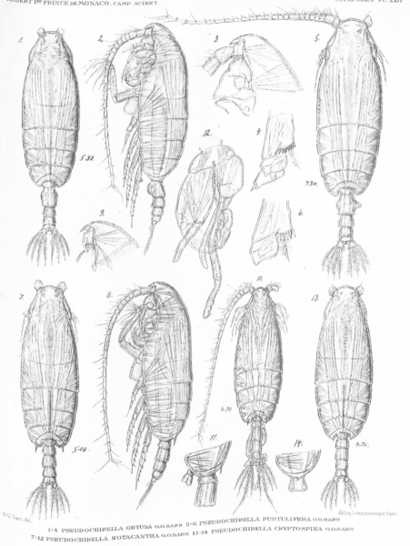 Pseudochirella obtusa Pseudochirella obtusa
