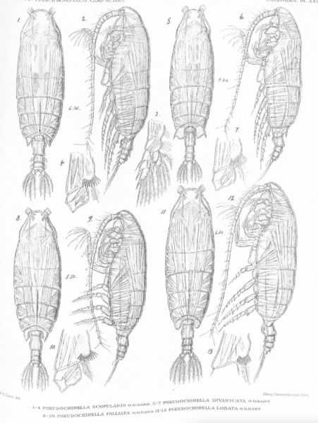 Pseudochirella lobata Pseudochirella lobata