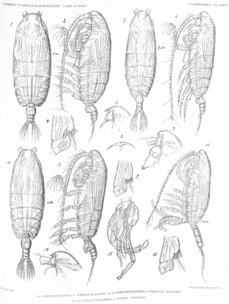 Pseudochirella fallax Pseudochirella fallax