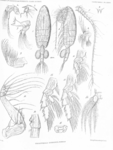 Copepoda