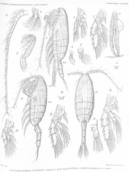 Validviella insignis Validviella insignis