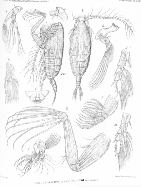 Pseudeuchaeta brevicauda Pseudeuchaeta brevicauda