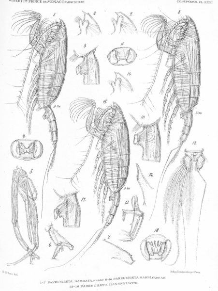 Paraeuchaeta barbata Paraeuchaeta barbata