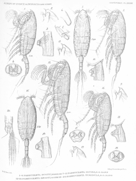 Paraeuchaeta incisa Paraeuchaeta incisa