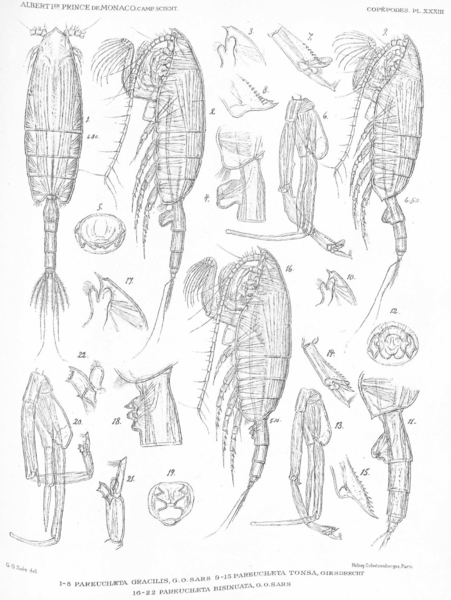 Paraeuchaeta bisinuata Paraeuchaeta bisinuata