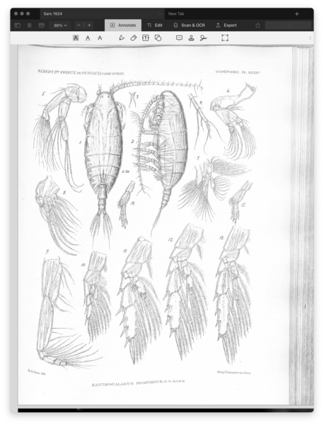 Xanthocalanus profundus Xanthocalanus profundus