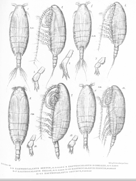 Xanthocalanus fallax Xanthocalanus fallax