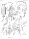 Xanthocalanus greeni